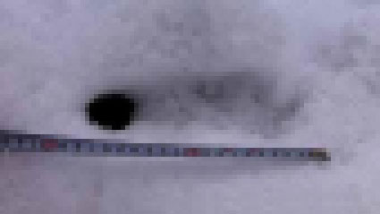 雪男イエティの足跡写真