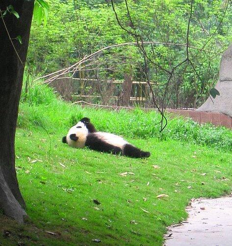 寝転んでるパンダが着ぐるみに見えてしかたない パンダ 上野 上野動物園 都市伝説とおもしろ画像